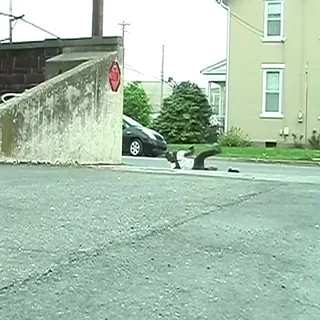 Fateem Williams - Random 3